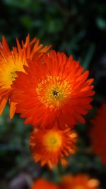 Close-up of orange flowers blooming outdoors