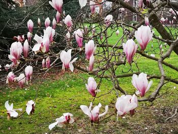 View of white flowers on field