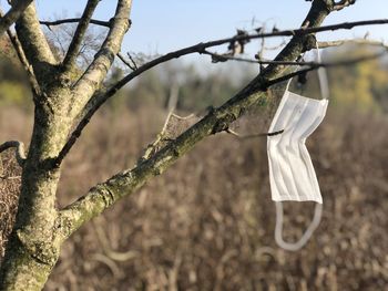 Close-up of bare tree on field