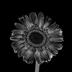 Close-up of flower against black background