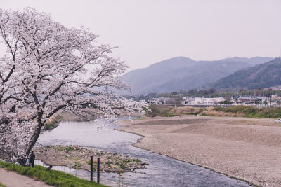 View of cherry tree by mountain against clear sky