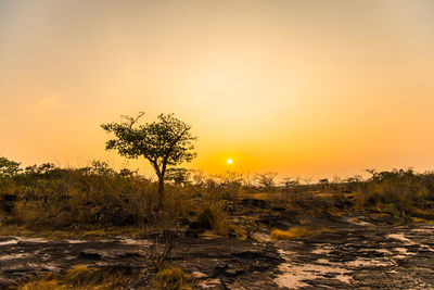 Plants growing on land against sky during sunset