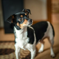 Portrait of dog looking away