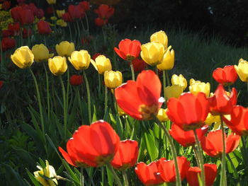 Close-up of red tulips in field