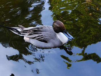 High angle view of duck swimming on lake