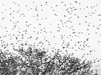 Low angle view of birds flying in sky