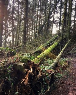 Low angle view of trees in forest