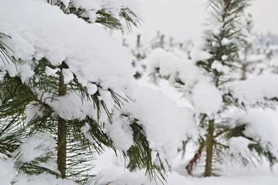 Close-up of snow covered trees