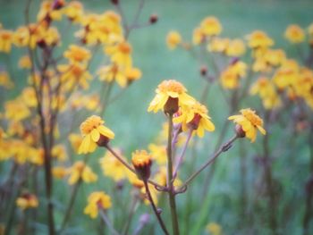 Close-up of yellow flowering plant on field