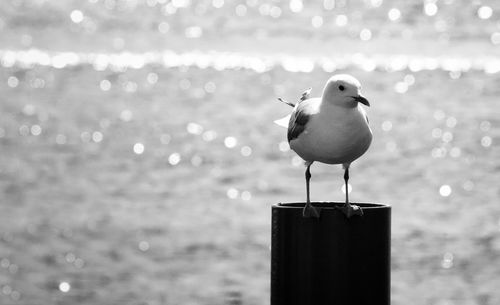 Seagull perching on wooden post by sea