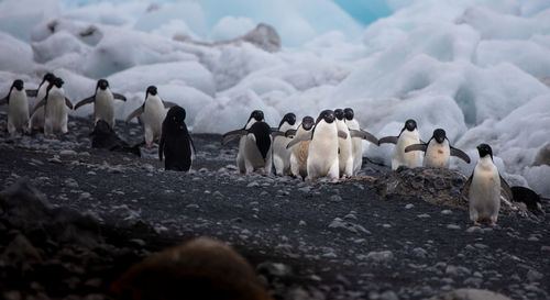 Penguins on land during winter