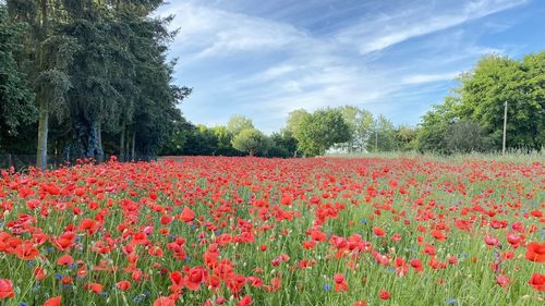 Scenic view of red flowering plants on field against sky