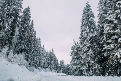 Snow covered road amidst trees against sky