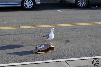 High angle view of seagull on road