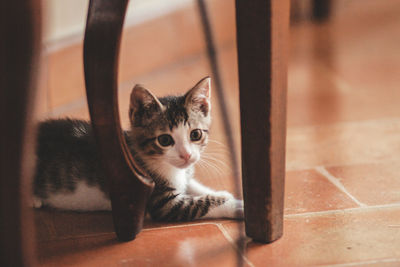 Portrait of cat
