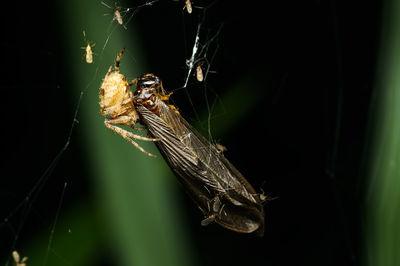 Close-up of spider and insect on web