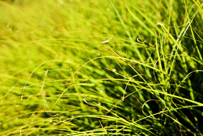 Close-up of grassy field