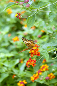 High angle view of butterfly pollinating on orange lantana camaras