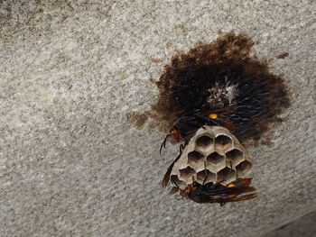 High angle view of bee on leaf