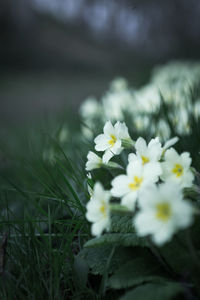 Close-up of white flowering plant on field