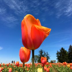 Close-up of orange tulips blooming outdoors