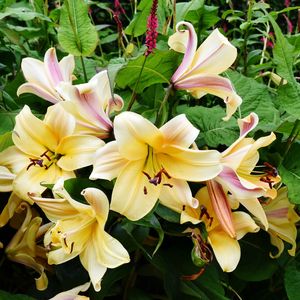 Close-up of flower