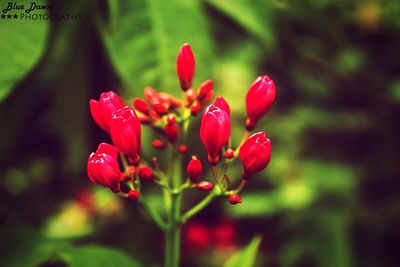 Close-up of red flowers