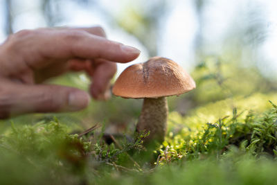 Person wanting to cook delicious meal collects mushrooms in forest illuminated by bright sunlight