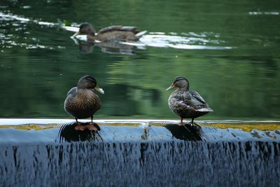 Ducks perching on riverbank