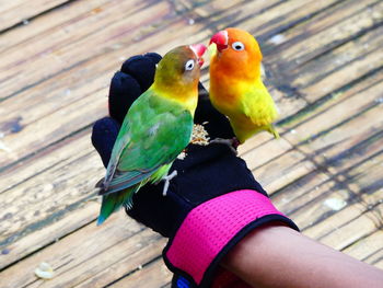 Close-up of hand holding bird perching on wood