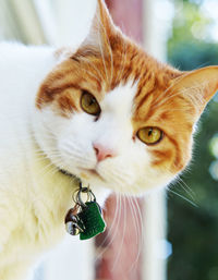 Close-up portrait of cat