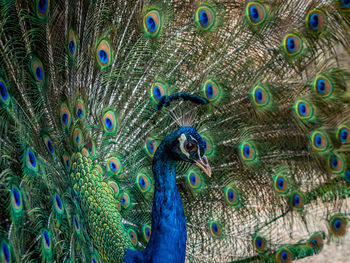 Full frame shot of peacock feathers