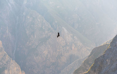 Bird flying against mountains