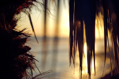 Close-up of silhouette plants against sky during sunset