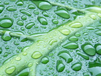 Full frame shot of raindrops on leaf