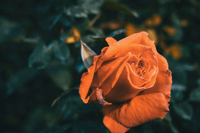 Close-up of wilted rose