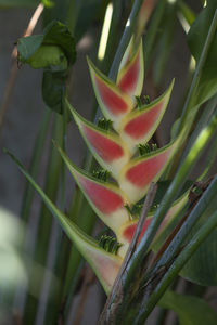 Close-up of red flowering plant