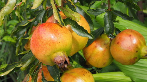 Close-up of fruits on tree