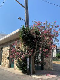 Pink flowering tree by building against clear blue sky