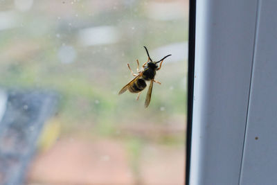 Close-up of insect on glass window