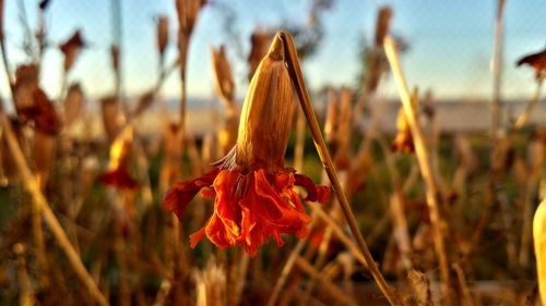 Close-up of orange flowering plant growing outdoors