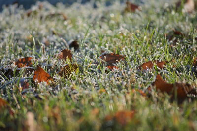 Close-up of leaves on field