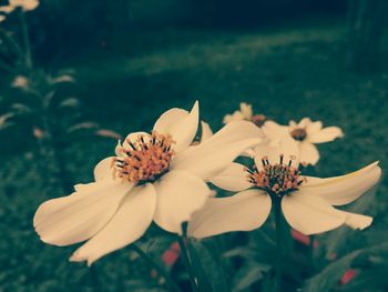 Close-up of white flower
