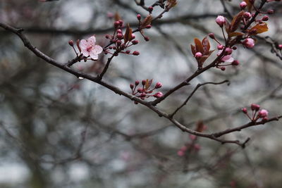 Close-up of cherry blossoms in spring