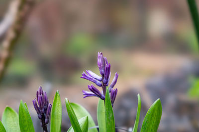 Close-up of purple flowering plant