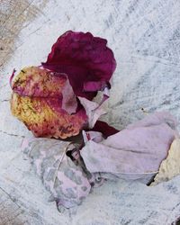 Close-up of wilted rose in autumn leaves