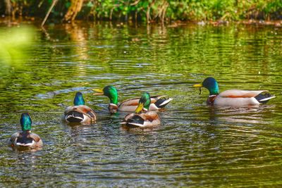 Ducks swimming in lake