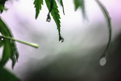 Close-up of water drops on plant