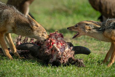 Close-up of black-backed jackals feeding on carcase