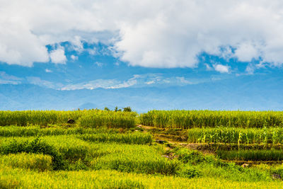 Scenic view of agricultural field against sky